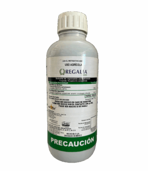 Regalia Maxx